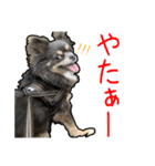 チワワのミロち5（個別スタンプ：7）