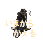 チワワのミロち5（個別スタンプ：8）