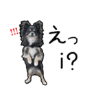 チワワのミロち5（個別スタンプ：9）