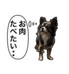 チワワのミロち5（個別スタンプ：10）