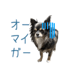 チワワのミロち5（個別スタンプ：11）
