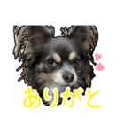チワワのミロち5（個別スタンプ：12）