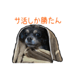 チワワのミロち5（個別スタンプ：13）