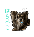 チワワのミロち5（個別スタンプ：14）