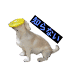 ぶんたくんとなかまたち（個別スタンプ：16）