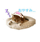 猫姉妹の日常（個別スタンプ：5）