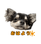 チワワ教教祖 監修  ちわわず（個別スタンプ：1）