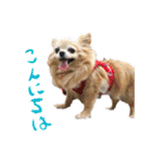 チワワ教教祖 監修  ちわわず（個別スタンプ：3）