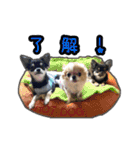 チワワ教教祖 監修  ちわわず（個別スタンプ：4）
