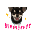 チワワ教教祖 監修  ちわわず（個別スタンプ：5）