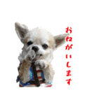 チワワ教教祖 監修  ちわわず（個別スタンプ：6）