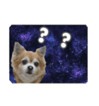 チワワ教教祖 監修  ちわわず（個別スタンプ：11）