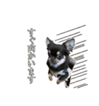 チワワ教教祖 監修  ちわわず（個別スタンプ：14）