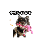 チワワ教教祖 監修  ちわわず（個別スタンプ：16）