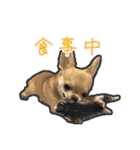 チワワ教教祖 監修  ちわわず（個別スタンプ：18）