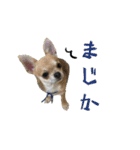 チワワ教教祖 監修  ちわわず（個別スタンプ：21）