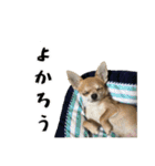チワワ教教祖 監修  ちわわず（個別スタンプ：30）