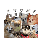チワワ教教祖 監修  ちわわず（個別スタンプ：32）