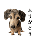 かわいい犬、ソラ（個別スタンプ：1）
