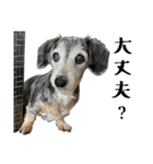かわいい犬、ソラ（個別スタンプ：2）