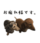 かわいい犬、ソラ（個別スタンプ：4）