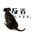 かわいい犬、ソラ（個別スタンプ：5）