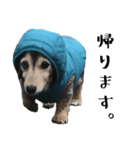 かわいい犬、ソラ（個別スタンプ：6）