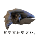 かわいい犬、ソラ（個別スタンプ：8）