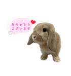 うさぎ【ホーランドロップ】のなっつくん♂（個別スタンプ：3）