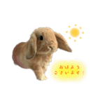 うさぎ【ホーランドロップ】のなっつくん♂（個別スタンプ：4）