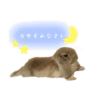 うさぎ【ホーランドロップ】のなっつくん♂（個別スタンプ：5）