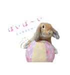 うさぎ【ホーランドロップ】のなっつくん♂（個別スタンプ：6）