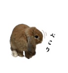うさぎ【ホーランドロップ】のなっつくん♂（個別スタンプ：10）