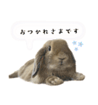 うさぎ【ホーランドロップ】のなっつくん♂（個別スタンプ：13）