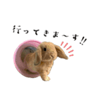 うさぎ【ホーランドロップ】のなっつくん♂（個別スタンプ：17）
