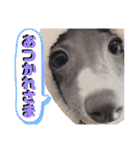 「イタグレ」〜シンプル言葉集②〜（個別スタンプ：4）