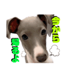 「イタグレ」〜シンプル言葉集②〜（個別スタンプ：14）