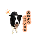 ボーダーコリー「ポーター」（個別スタンプ：2）