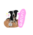 ボーダーコリー「ポーター」（個別スタンプ：3）