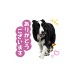 ボーダーコリー「ポーター」（個別スタンプ：6）