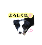 ボーダーコリー「ポーター」（個別スタンプ：7）