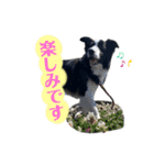 ボーダーコリー「ポーター」（個別スタンプ：13）