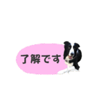 ボーダーコリー「ポーター」（個別スタンプ：14）