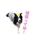 ボーダーコリー「ポーター」（個別スタンプ：16）