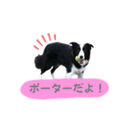 ボーダーコリー「ポーター」（個別スタンプ：21）