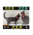 典子さんの手作り猫ぐるみのご挨拶（個別スタンプ：25）