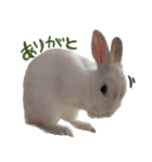 うさぎのすーとココア2（個別スタンプ：1）