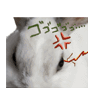うさぎのすーとココア2（個別スタンプ：6）