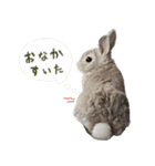 うさぎのすーとココア2（個別スタンプ：7）