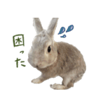うさぎのすーとココア2（個別スタンプ：12）